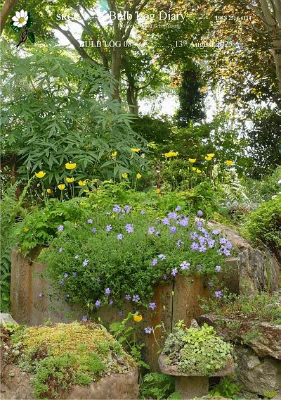 In a month wwith storms galeforce winds &amp; torrential rain, now comes a heat wave: no  wonder we are always speaking about the weather. In this #BulbLog  #IanYoung  looks at the value of survivors &amp; volunteers especially  in the summer garden &amp; troughs.
srgc.net/documents/bulb…