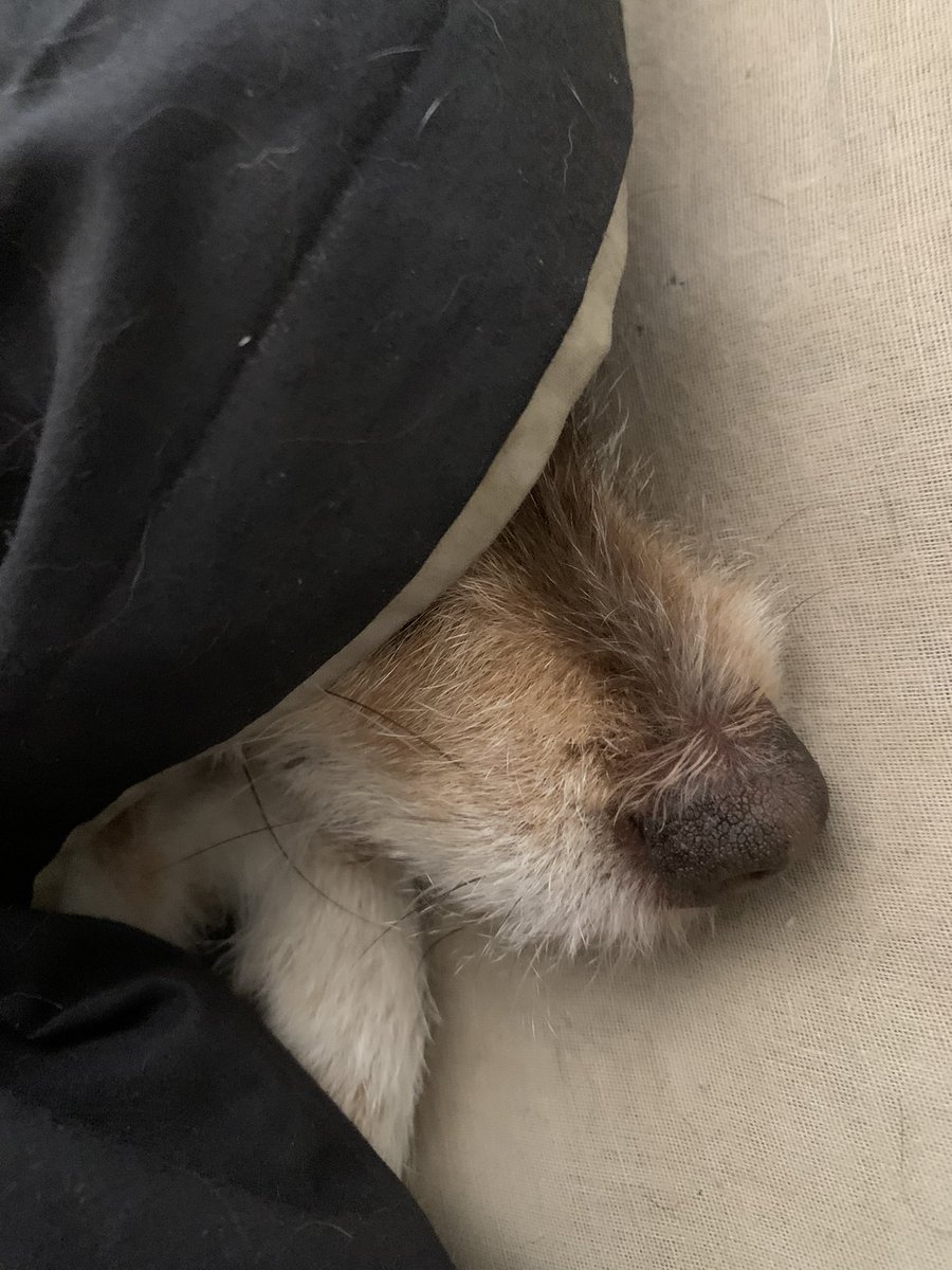 websparx's tweet image. No Dad, I’s NOT ready to get up yet! Sheesh, 🙄 let a pup get just a bit more shuteye. Ultimate #WontLookWednesday #SleepyHead #SleepyDog