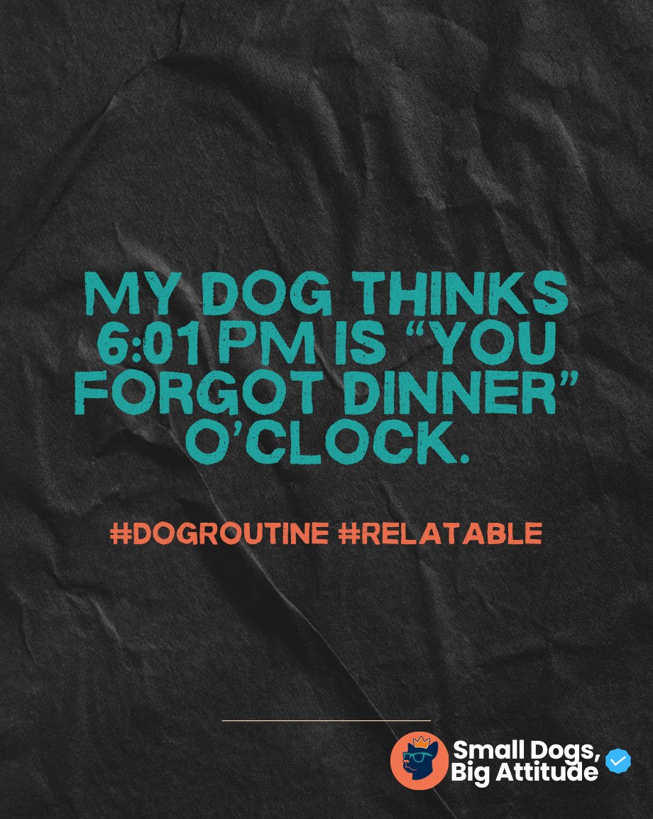 SmlDogs_BigAtti's tweet image. 6:01 PM = “forgot dinner.” #DogRoutine #Relatable