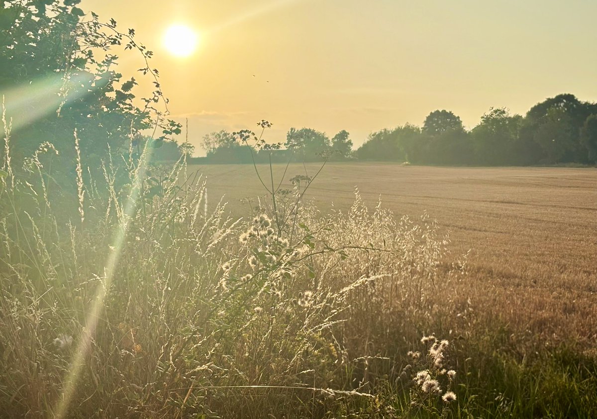 thewayofnight's tweet photo. The light this time of year blows me away. It’s golden, hazy blending with the colours in the landscape. #HighSummer #Lammastide #DogDays #Light https://t.co/uPpF2fXnqJ