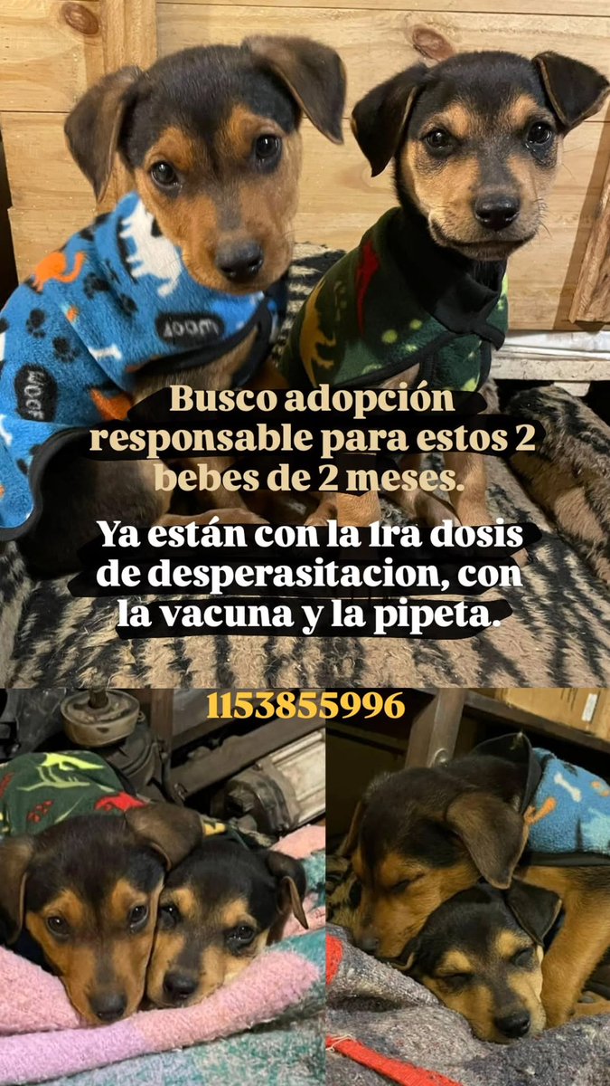 Hola amigos de tuiter. Somos Rómulo y Remo buscando una familia que nos adopte (en lo posible a los 2 ya que nos queremos mucho). Nos encontraron en la calle solitos. ✨Por favor que esta red social haga su magia ✨