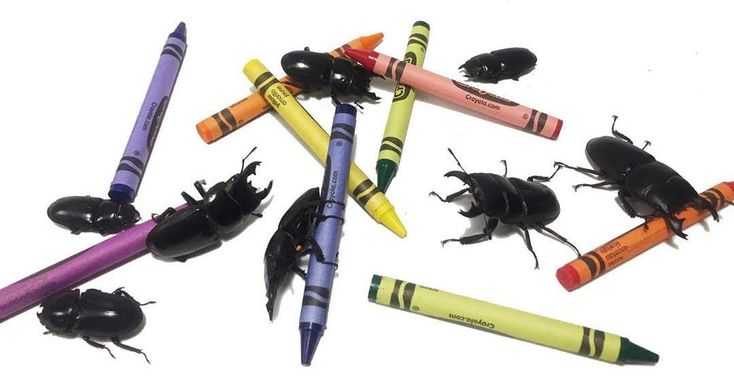 PHONEGING1's tweet photo. look at them they color! oh so special https://t.co/eqHRtJvqgL