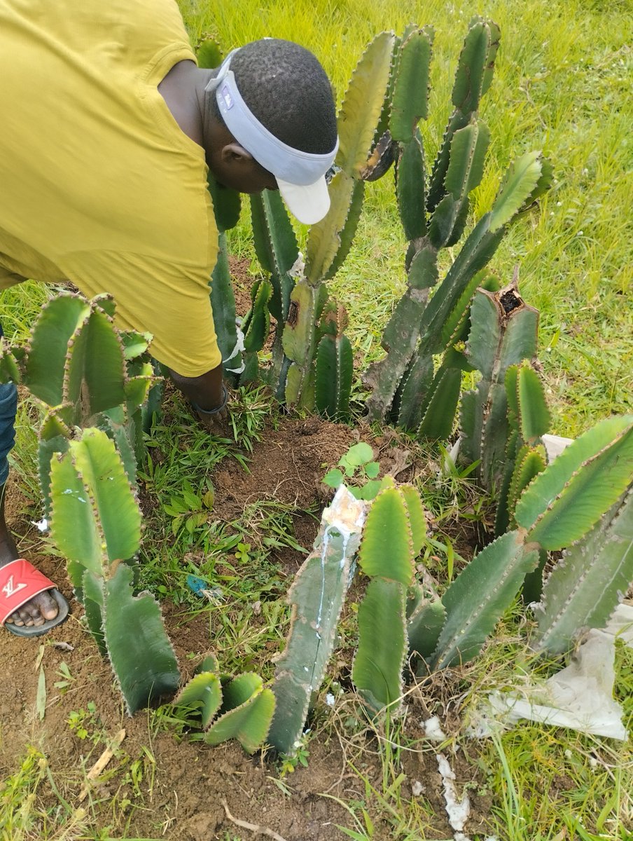 To safeguard our newly planted trees from wandering animals, especially since the school has no perimeter fence, we creatively constructed a natural barricade using cactus plants.