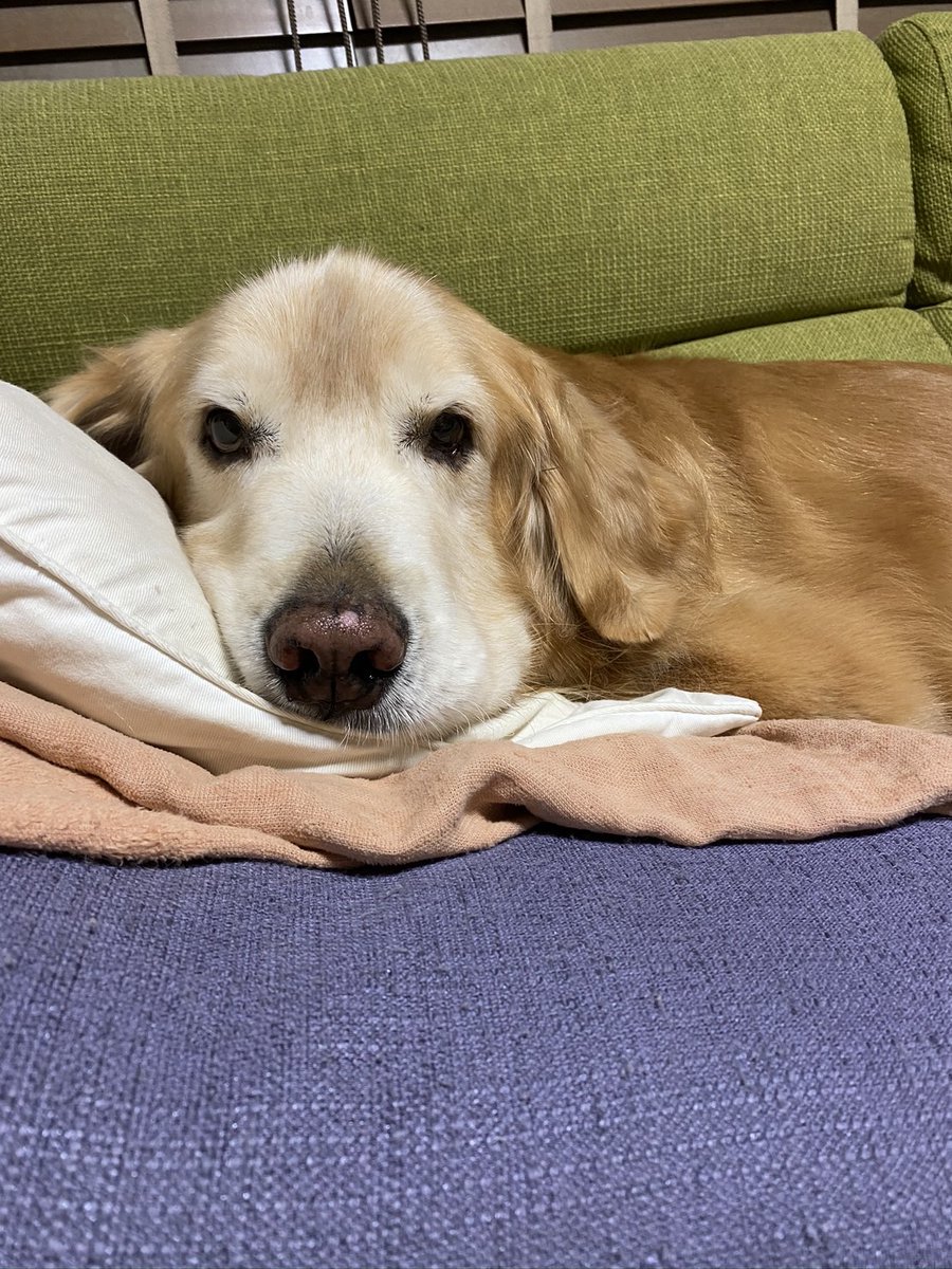 おはようございます🥭
お空組の🐶🐱たちが帰ってきた気配はありましたか❓️暑いので、みんな涼しく過ごしてほしいですね😊
今日もよろしくお願いします😊
#研究生
#kovaｸﾝのお父さん
#わんわん応援団
#見守りワンコ
#犬好きさんと繋がりたい