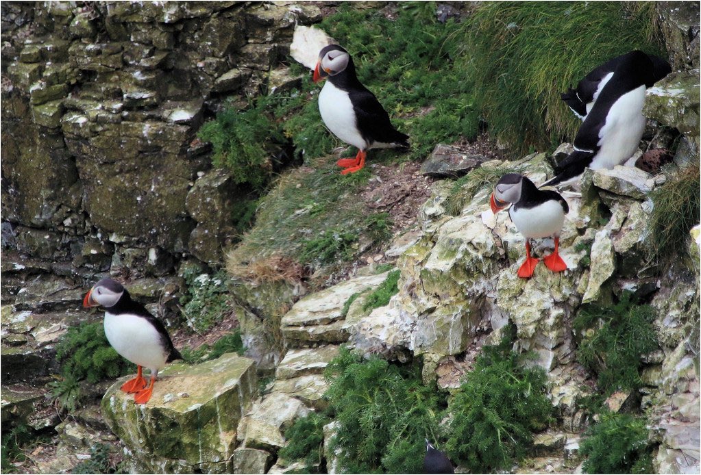 They’re all exploring #puffins