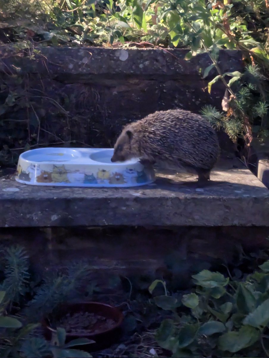 The sound of hedgehogs drinking is my new favourite sound (sounds just like a cat)