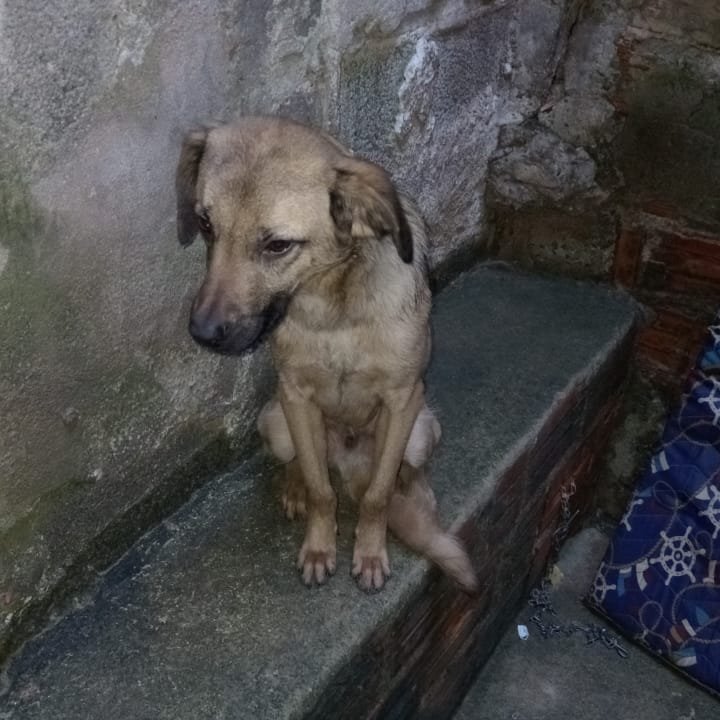 letmelivs's tweet photo. Me chamo Spike. Tenho aproximadamente 1 ano. Sou porte médio. Sou castrado e vacinado. A Senhora que me acolheu infelizmente não pode mais cuidar de mim😔 Agora fico em um cantinho isolado e estou mt triste. whatsapp 11951072625. Compartilhem!!!🙏🙏🙏
Osasco-SP https://t.co/q0DuXYXEWt
