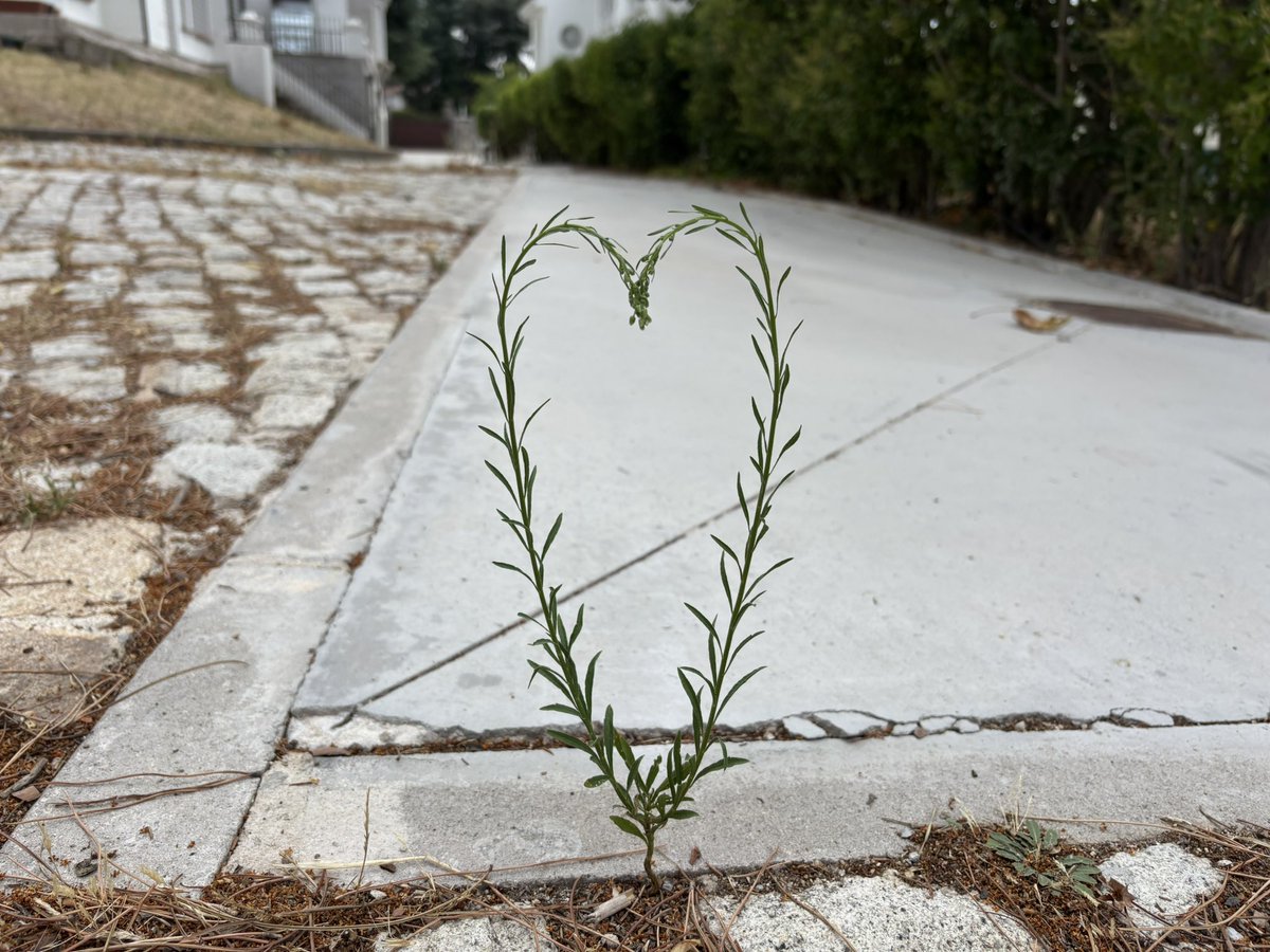 今日、駐車していた場所から車を移動させるため、運転席に座ってエンジンをかけると、前方の道の上に何かがあることに気付いた。
「ん？」
車を降りて見ると、なんと、草でできたハートが❗️
昨夜は強風で、揺れているうちにたまたま絡まったのだろう。
自然からのプレゼント💚
何か良いことありそう。