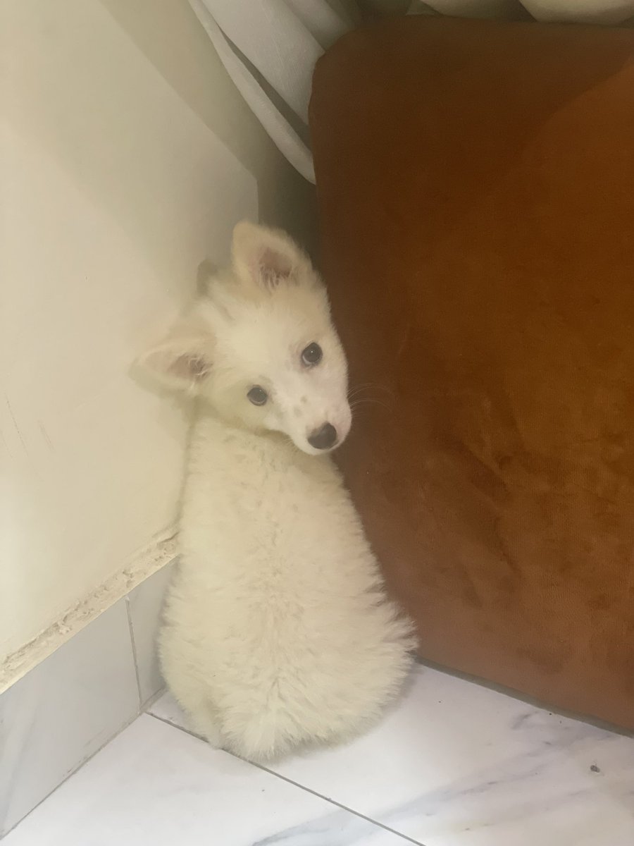 OlayemiKomolaf4's tweet photo. She has been hiding and peeing 😅

She doesn’t have a name yet .

Tutu or coco ? https://t.co/Scp9cxfcV6