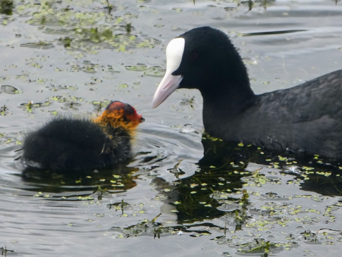 pam_mcinnes's tweet photo. #WildWebWednesday Coot with young chick seen at Reddish Vale, Stockport. https://t.co/o9R6YhjI1X