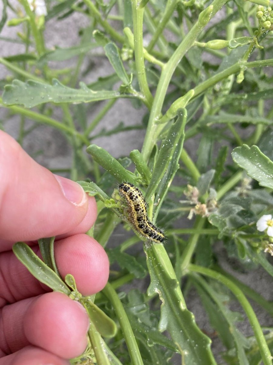 Clean Coasts Observer Workshop on Grattan Beach with Ollie <a href="/cleancoasts/">Clean Coasts</a> and Garry <a href="/galwayaquarium/">Galway Atlantaquaria</a>