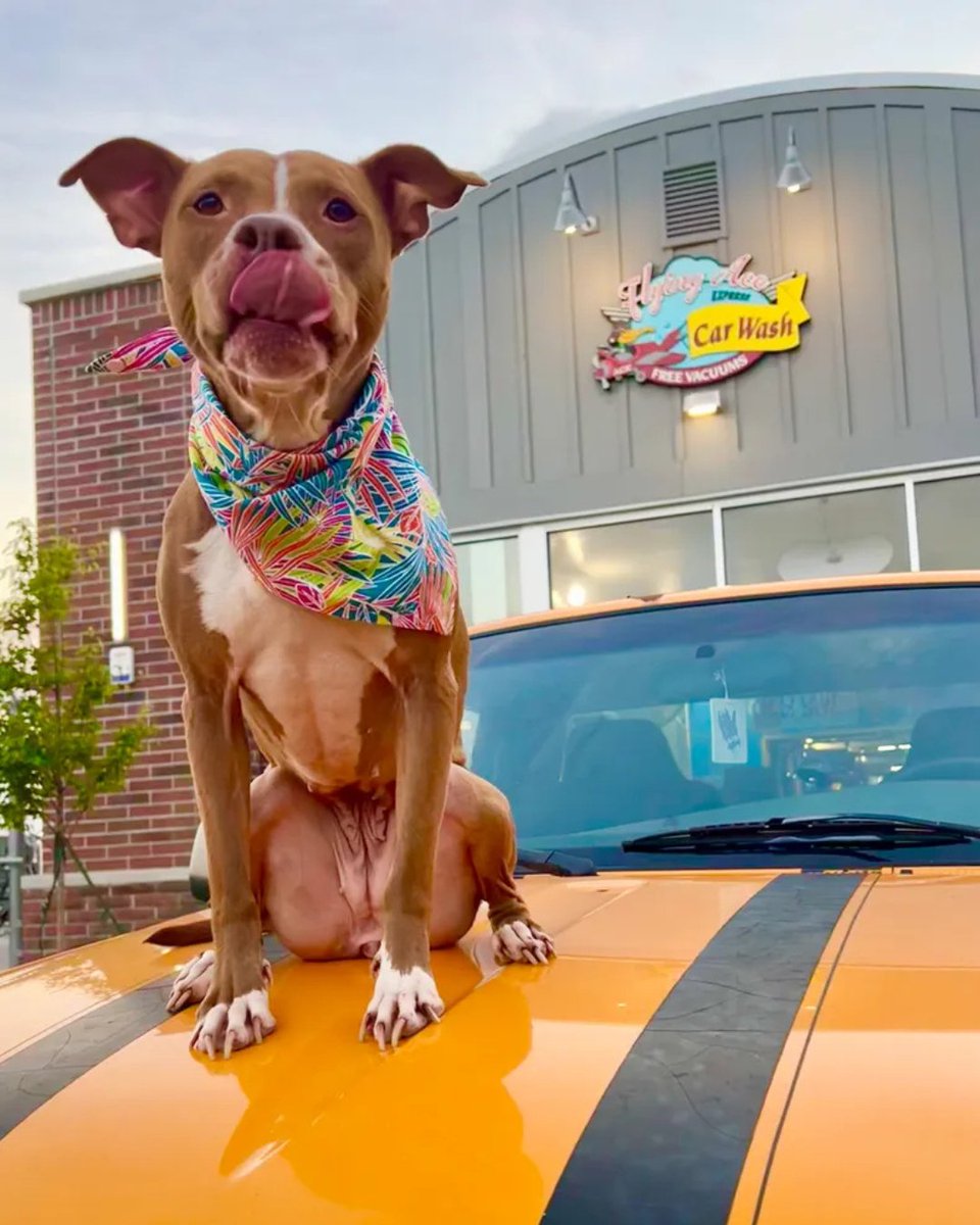 Flying Ace Express Car Wash tweet media