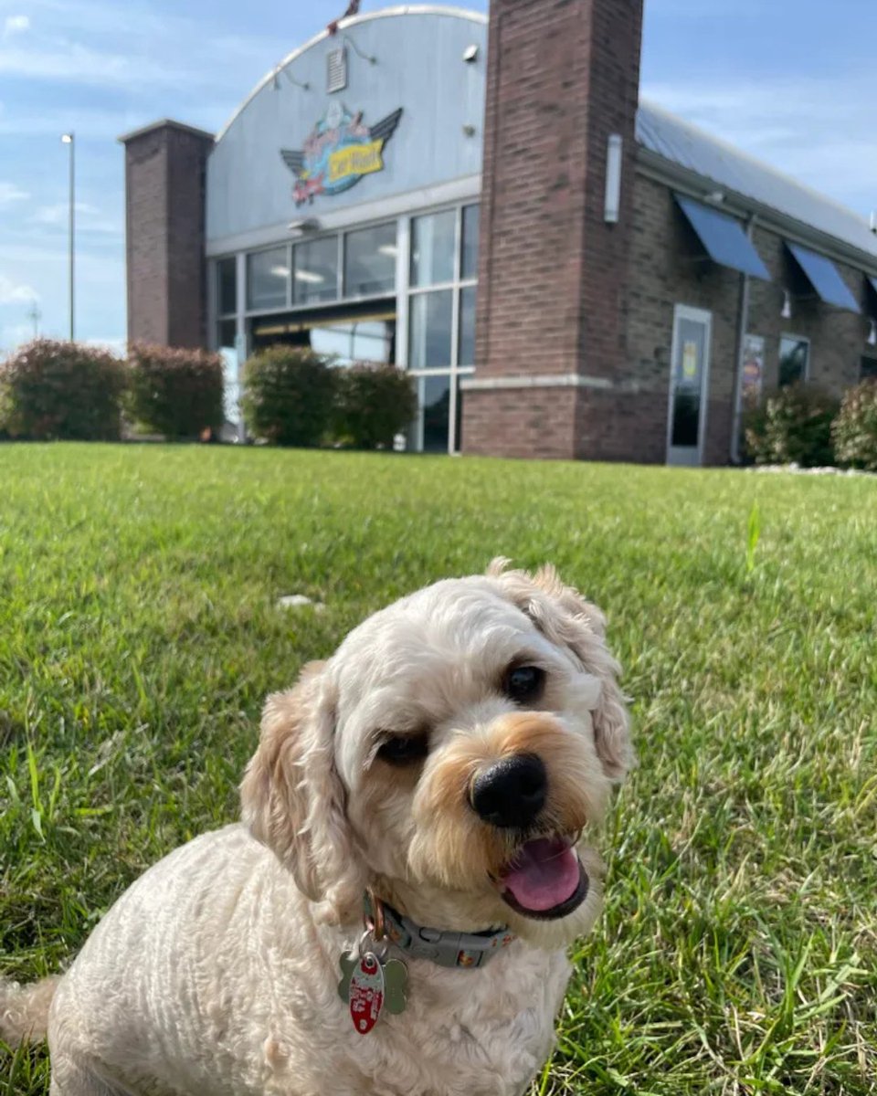 Flying Ace Express Car Wash tweet media