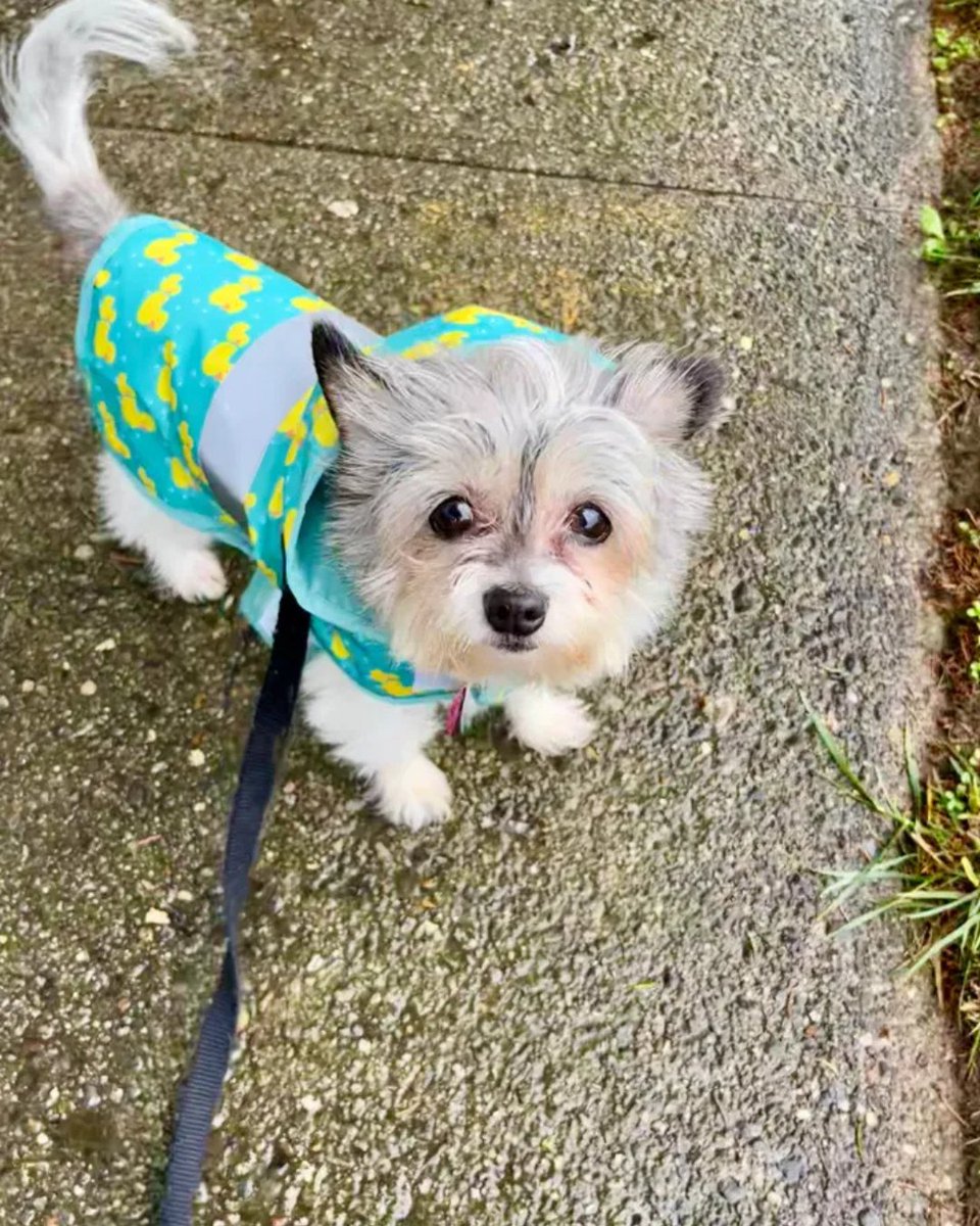 Flying Ace Express Car Wash tweet media