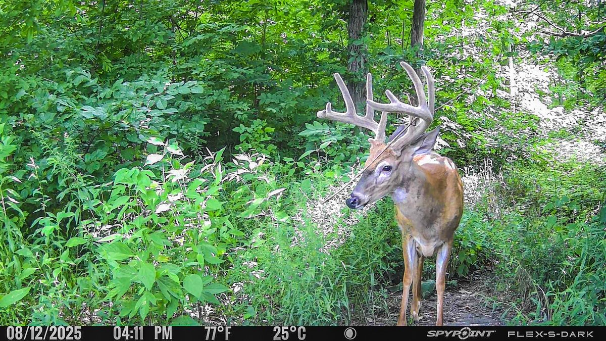 SpypointCamera's tweet photo. Showing off his good side... https://t.co/PafXNygM9X