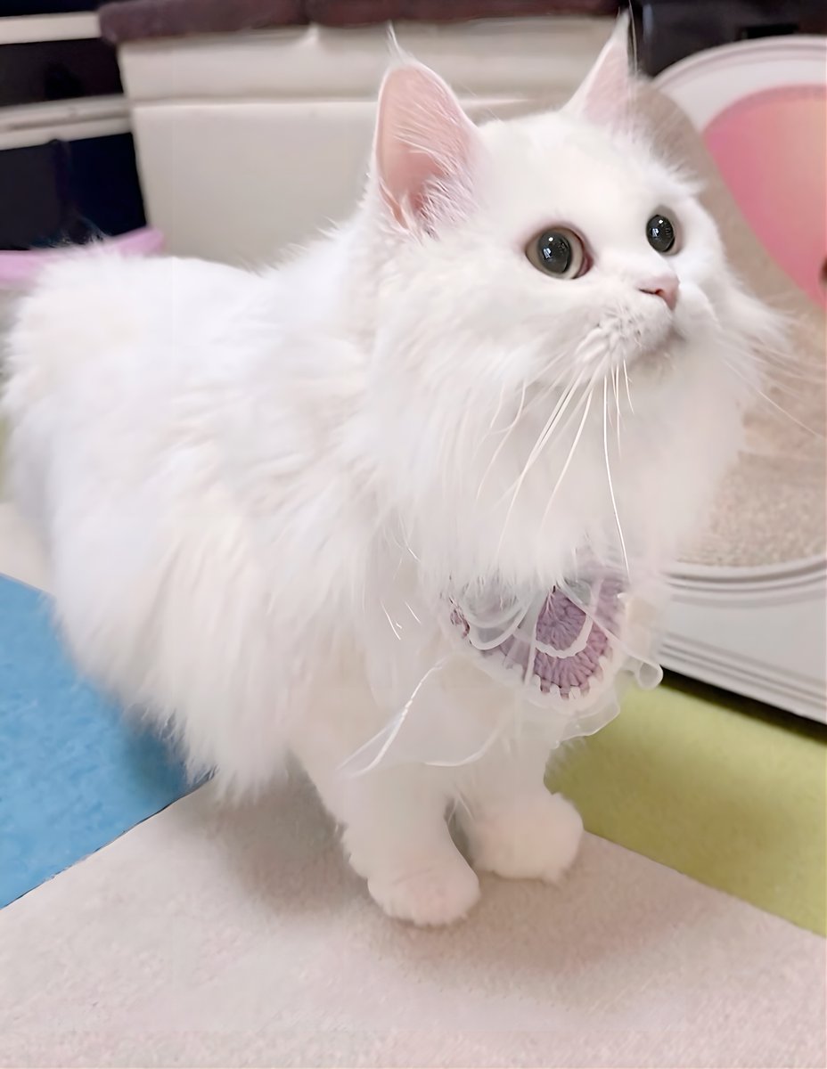 🎀白猫のこちかにゃんHOUSE🎀 (@kochika222) / Posts / X