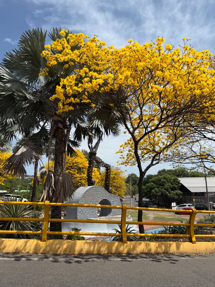 ☀️ Entre el amarillo encendido del cañaguate y el cielo despejado, Cúcuta luce su esencia cálida y acogedora. 🌳 

En el monumento a Arnulfo Briceño, la ciudad abraza su historia y recibe a todos con el calor que la caracteriza. 💛

📸 <a href="/AlexanderPalma/">𝒜𝓁𝑒𝓍𝒶𝓃𝒹𝑒𝓇 𝒫𝒶𝓁𝓂𝒶 𝒟𝒥</a> 

#ViveNuestroNorte ❤️🖤