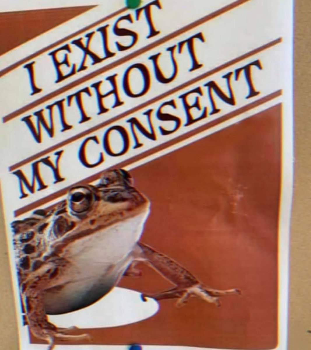 No Context Frogs (@nocontextfrogs) on Twitter photo 