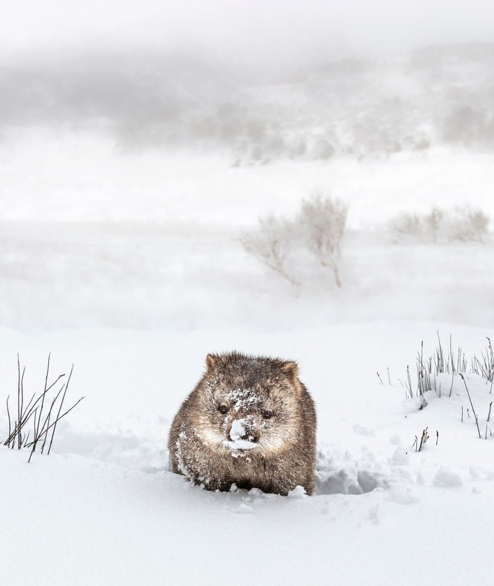 WombatsDownUnda's tweet image. snowbaby