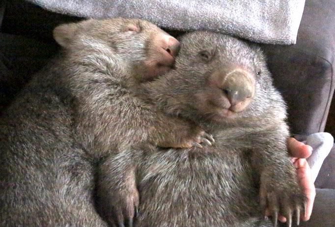 cuddles