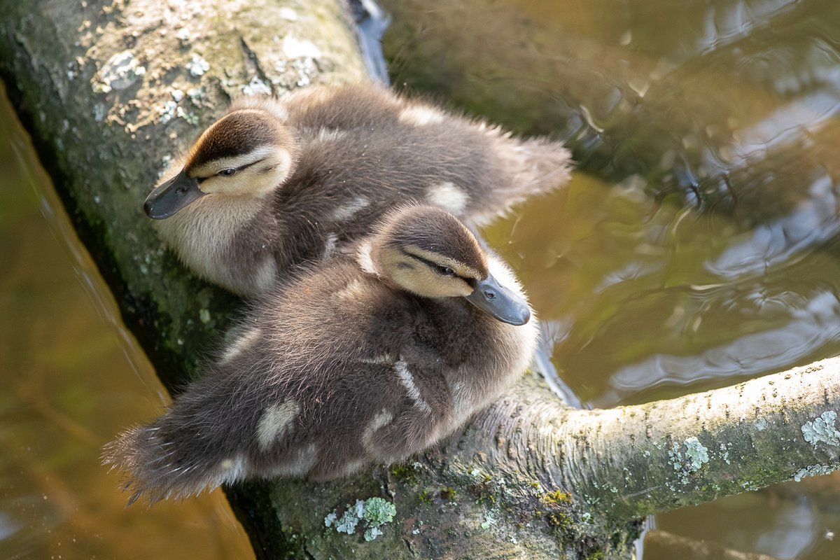 My visit to the duck family today