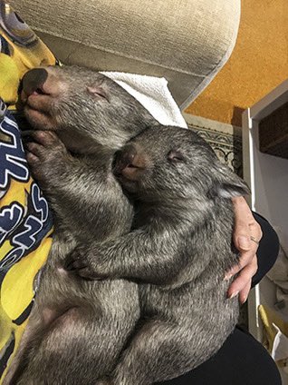 awwww