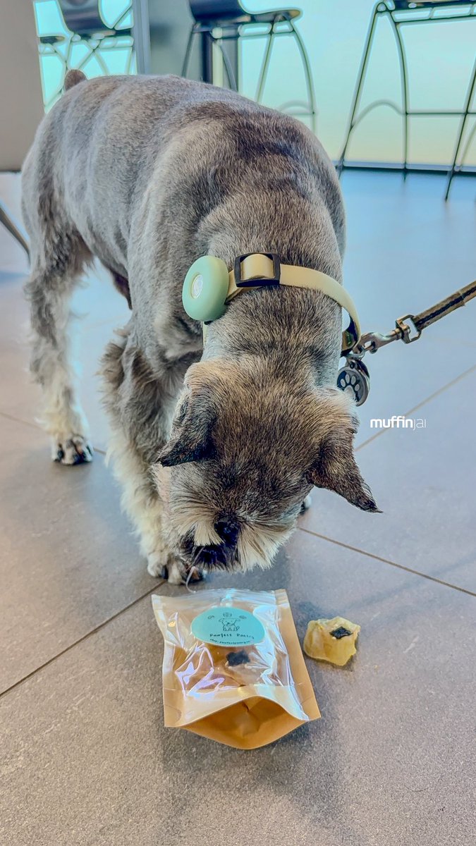 Dispensing mid-week enlightenment from a surprisingly comfortable spot: the dealership waiting area! 🚗 Apparently, Dad’s human-mobile needed a little spa day. 🧖‍♂️ But fear not, my loyal followers, we came prepared!

#WisdomWednesday #WednesdayWisdom #PawfectPantryCA #RichmondBC