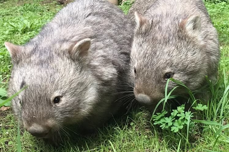 two of them