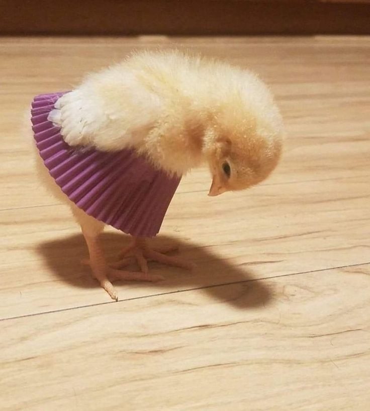 バレリーナうぇーぶっち
<a href="/zuki_gotoku/">ずきし</a>