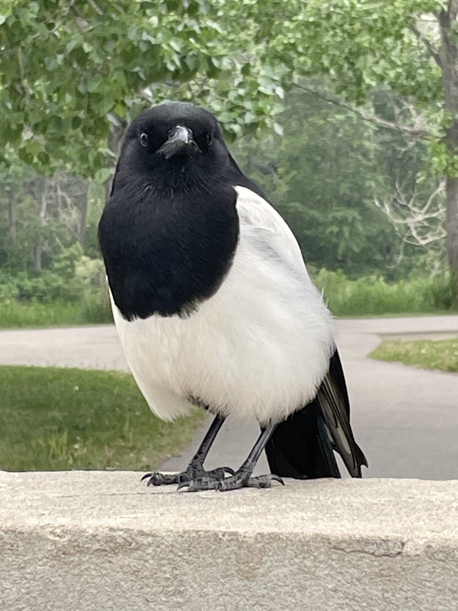 An absolute milestone.  For the FIRST TIME EVER, a Magpie took a peanut from my fingers!  First in about 12 years!!  🥳🖤🤍💙💚💜🥜
(He's probably telling the tale of how he survived the dread encounter to his buddies)
#Magpies #BirdsOfTwitter
