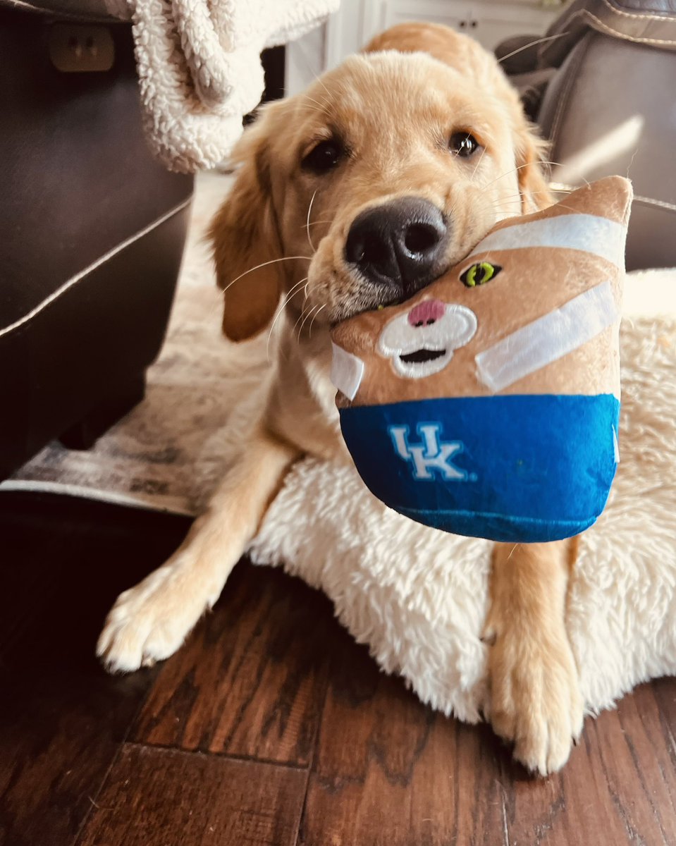 This is Coach Fabiano’s pup Pauly. Pauly is a good boy. Pauly is going to support the Cats at Bark at the Bell tomorrow. Be like Pauly. 

🆚Jackson State
🕢7:30 p.m. ET
🎟️FREE Admission 

#WeAreUK | #RingTheBell