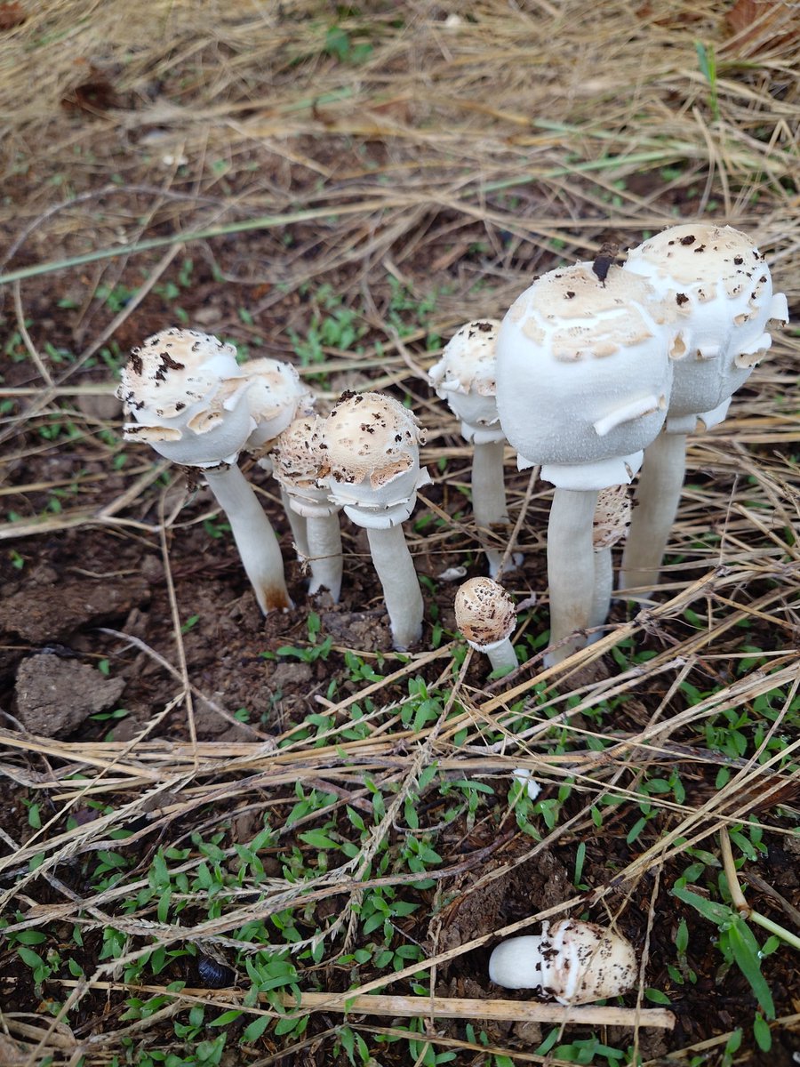 でっかいキノコ見かけた
平たい方は20cm ぐらいある
大雨の影響かも