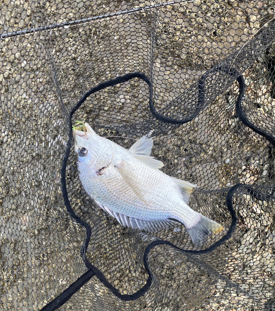 むぎい pPvtygiG_200x200.jpg