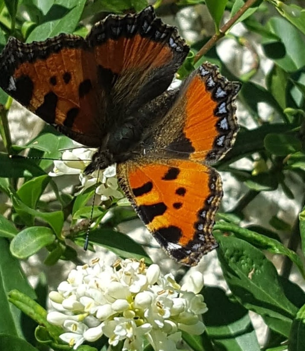 Maria Lea tweet media