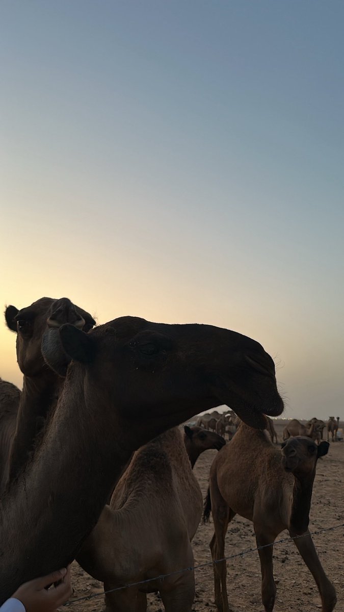 vl_1rx's tweet photo. عند البل 🐫 https://t.co/NKpaoicwVr