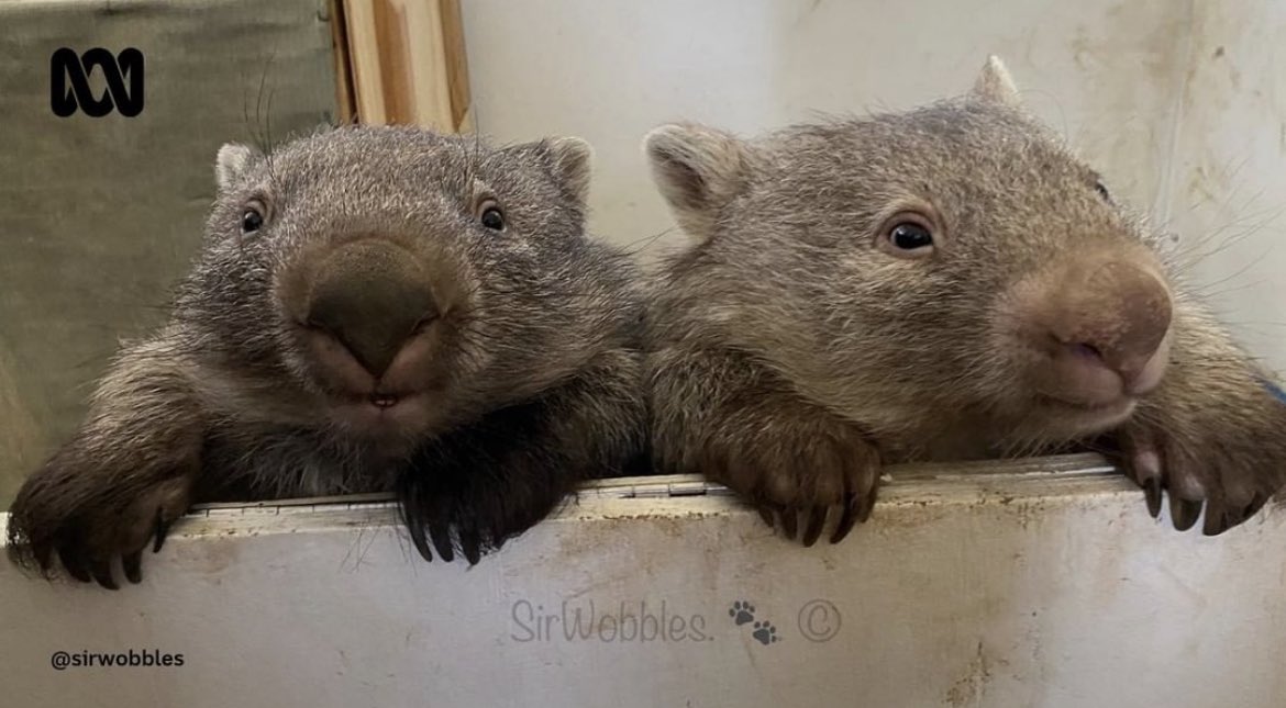 two bros chillin