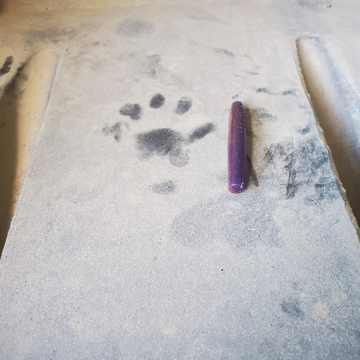 Anyone know what this footprint is? Illinois.
For scale, plastic item is 2.75 in = 7 cm