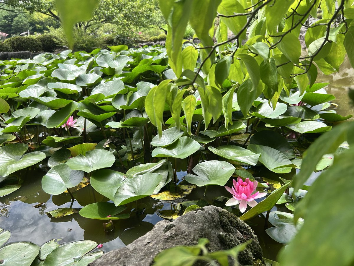 昨日、親のお墓に行った時、お寺で蓮の花が咲いてた。