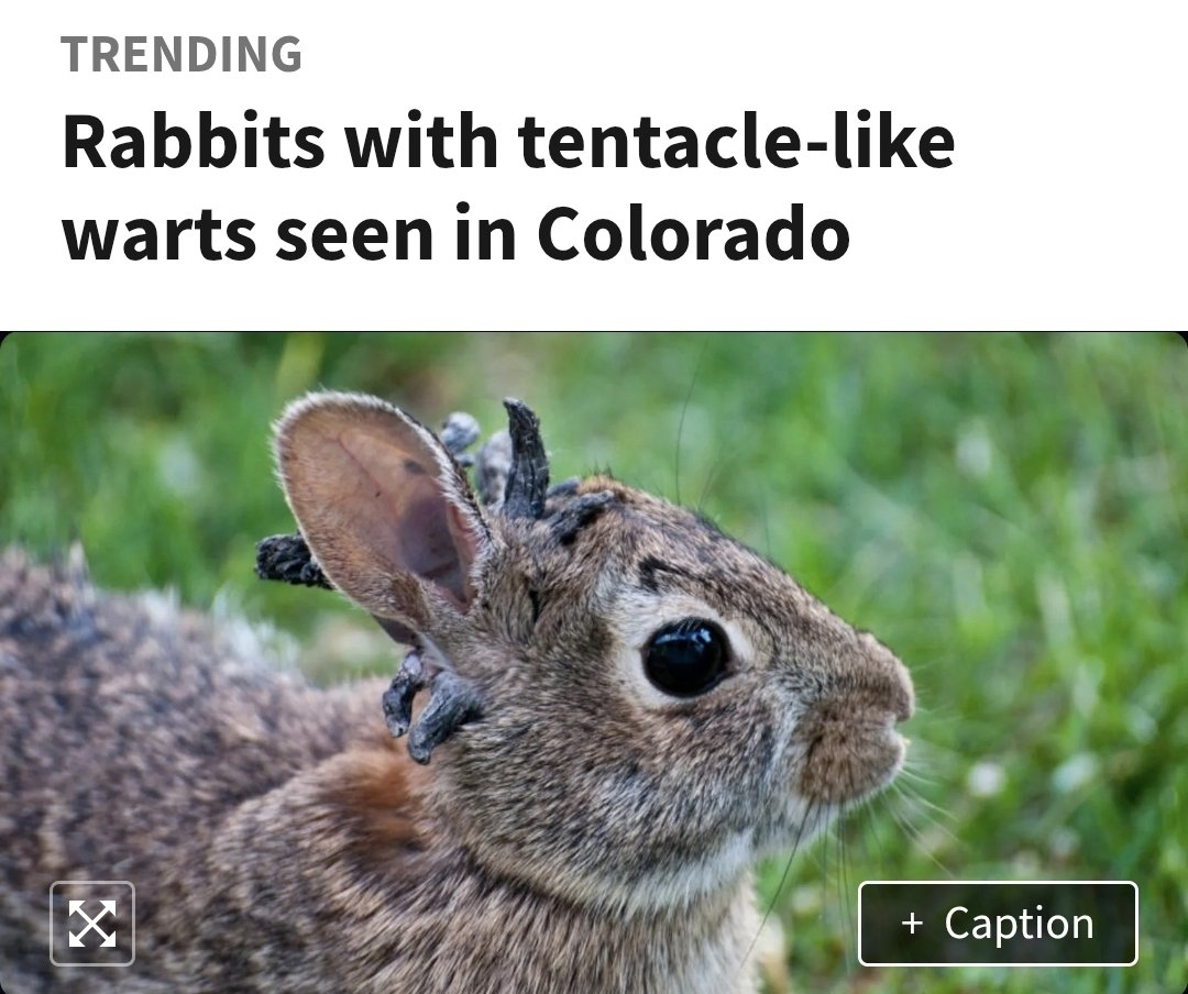 We skipped Jackalope and went straight to Jackapus.