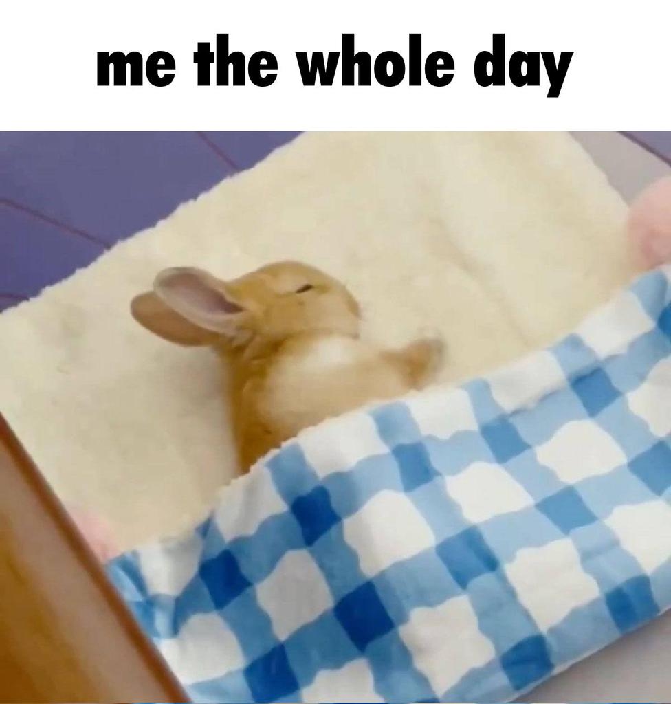 Riley :3 (bnuuy coded🐇) (@swarce_) on Twitter photo 