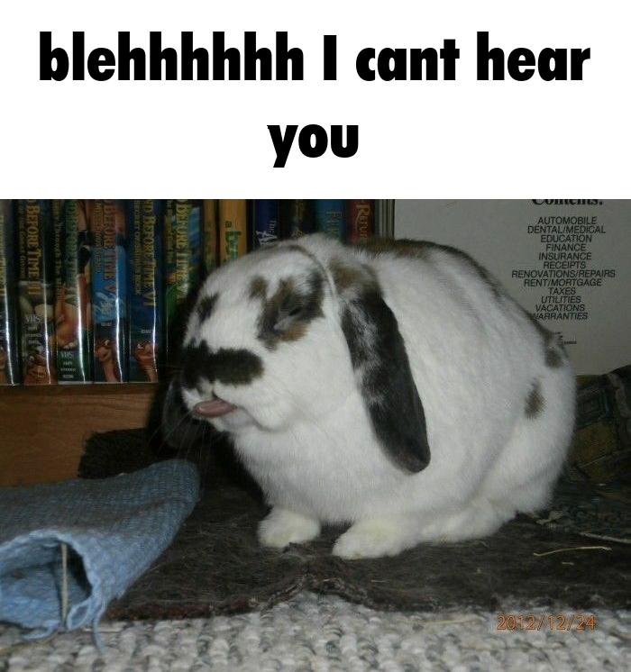 Riley :3 (bnuuy coded🐇) (@swarce_) on Twitter photo 