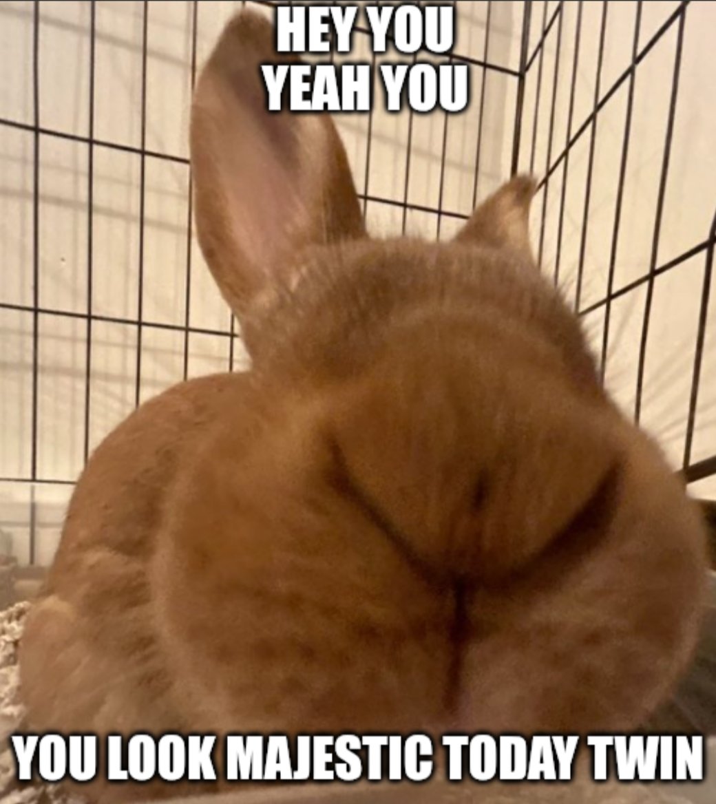 Riley :3 (bnuuy coded🐇) (@swarce_) on Twitter photo 