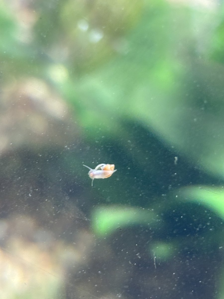 MeltedMorels's tweet photo. Update on the Jupiter Walstad bowl:

The water has cleared up, and the plants are starting to grow in! I added a few more different plants, and I found a hitchhiker Bladder Snail!

As long as the snails don’t overpopulate the bowl, they get to stay in for now! :] https://t.co/XyJzZ8wHWS