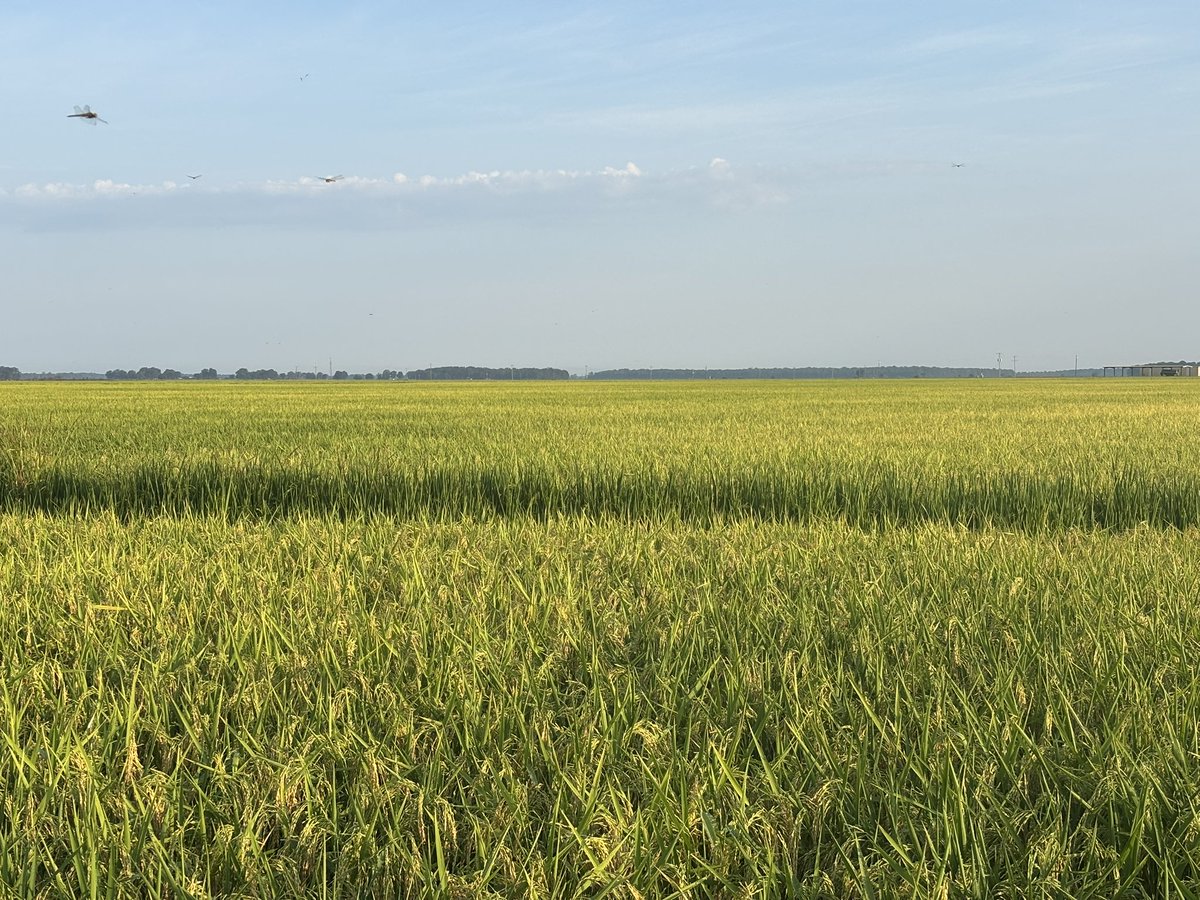 Eddy Cates tweet media