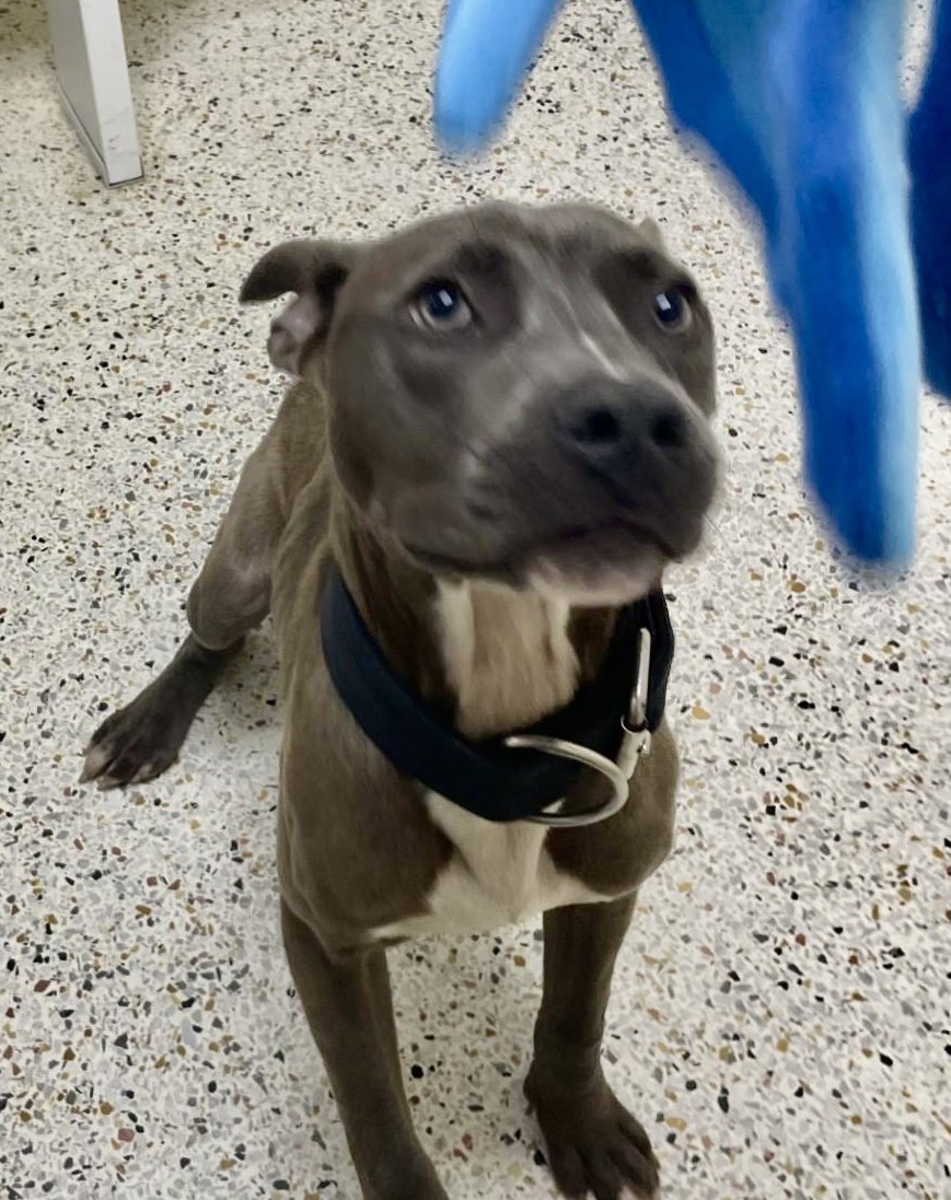 Please help Presley get out of the Rocky Mount NC Shelter!!!   Presley desperately needs pledges. He was available on Monday, and did not het adopted. Please pledge and retweet this playful boy, Presley. Adopt do t shop!!