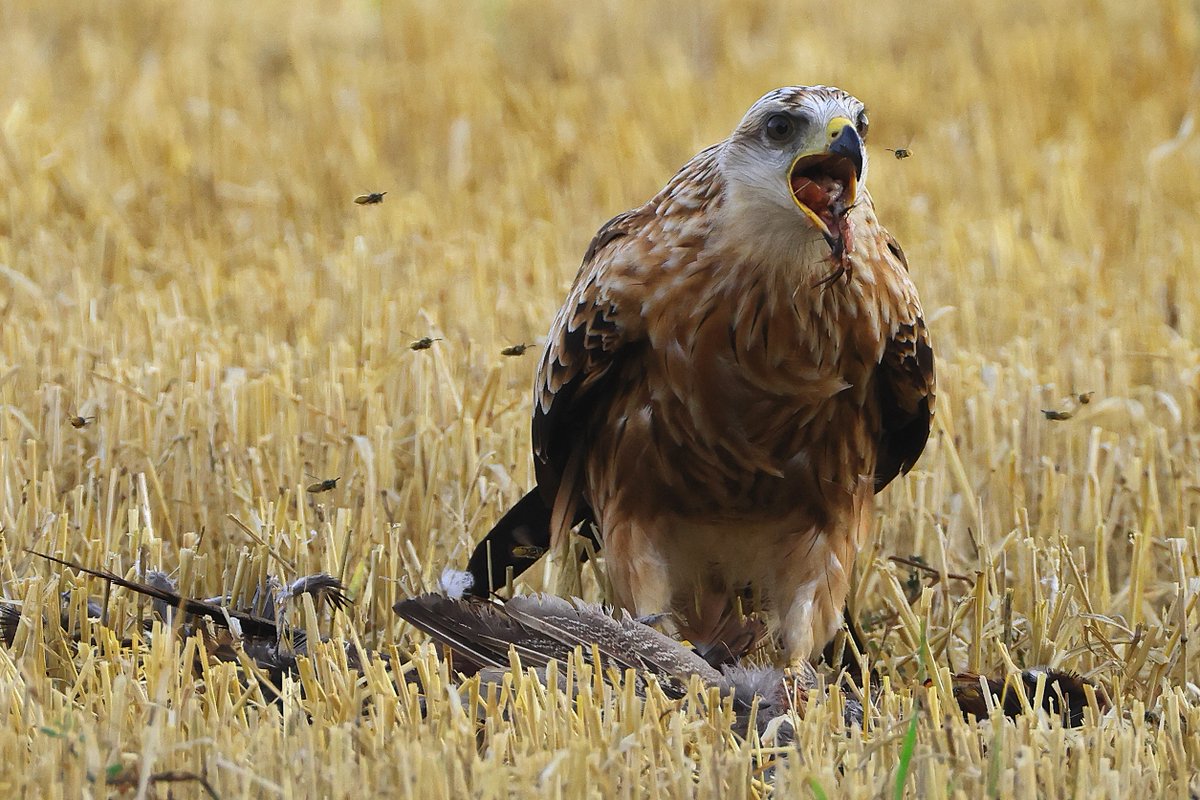 Jones4Andrew's tweet photo. Red Kite having breakfast. https://t.co/lS1KgyeSQt