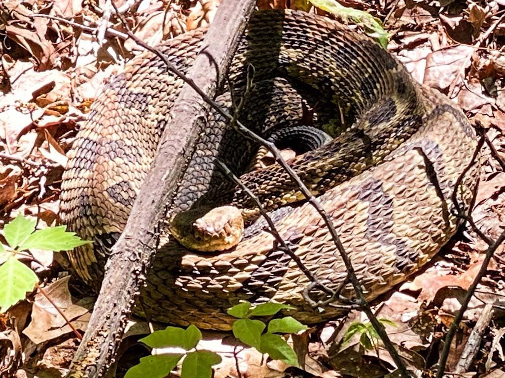 Saw the biggest timber rattlesnake I've ever seen this summer! It looked like a tire!