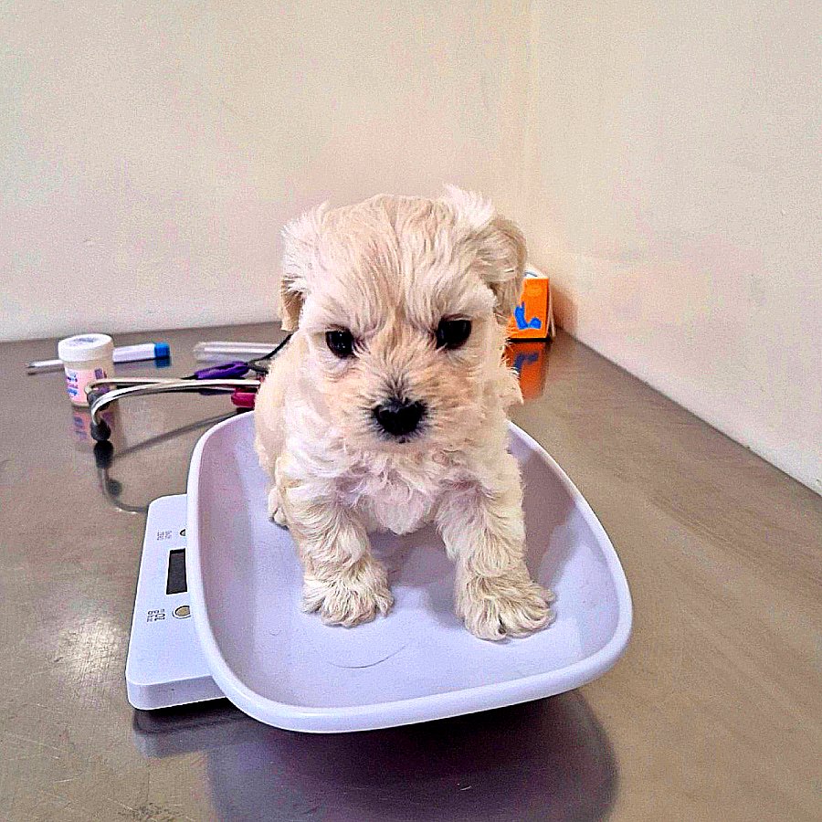 “Ya no era útil para ellos”: Compraron a Mili en una tienda de animales de la Av Caracas y la abandonaron cuando se enfermó 😡

Con apenas cuatro semanas de vida, Mili ya conoce el abandono. Fue comprada por una familia en Bogotá que, al  notar que presentaba problemas de salud,