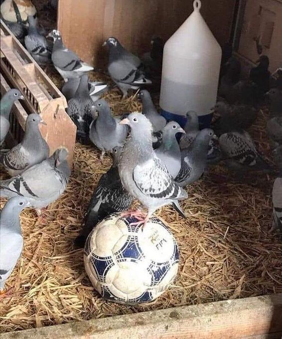La defensa de racing me da diarrea (@rafaelacaesta) on Twitter photo 