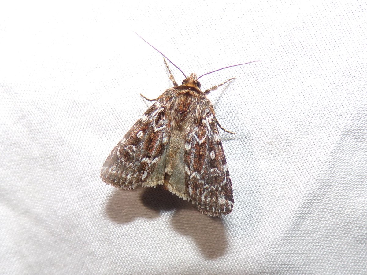 Foulshaw Moss variety with yellow-faced fly, true lover's knot, red admiral and the ubiquitous lizards